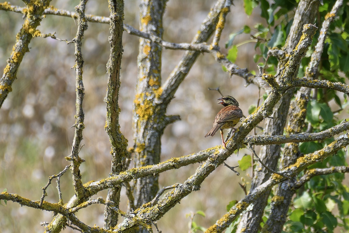 Cirl Bunting - ML622237312