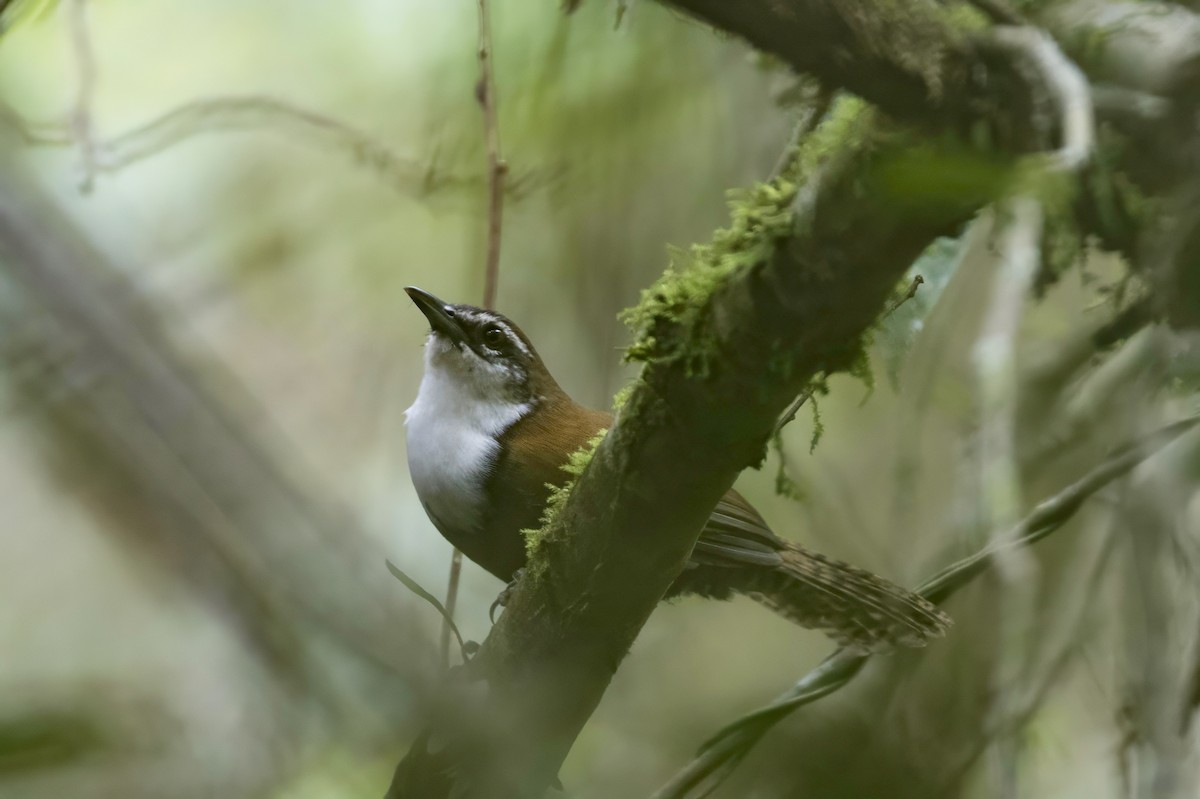 Black-bellied Wren - Robert Lewis