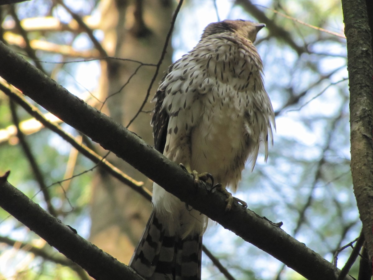 Cooper's Hawk - ML622237363