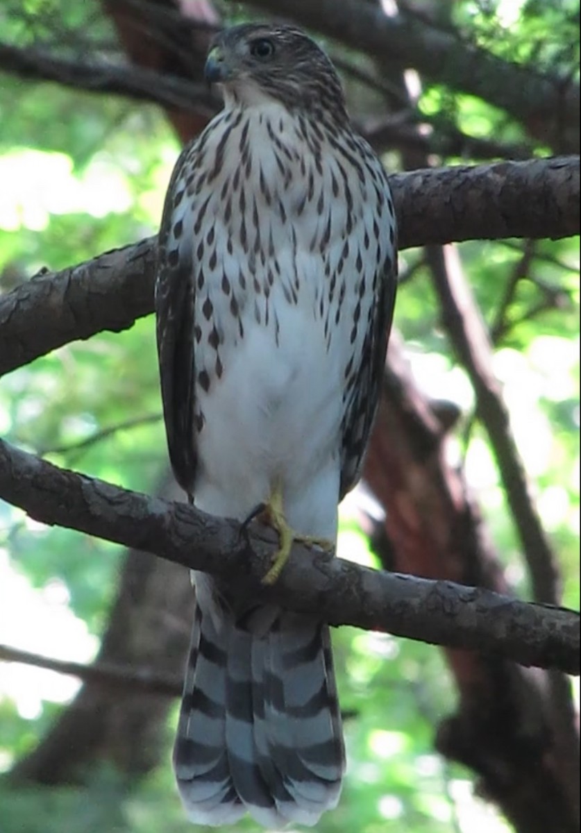 Cooper's Hawk - ML622237364