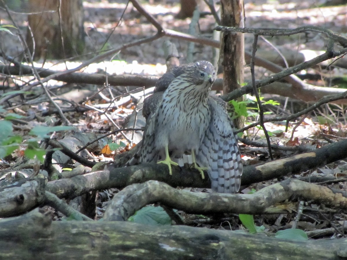 Cooper's Hawk - ML622237365