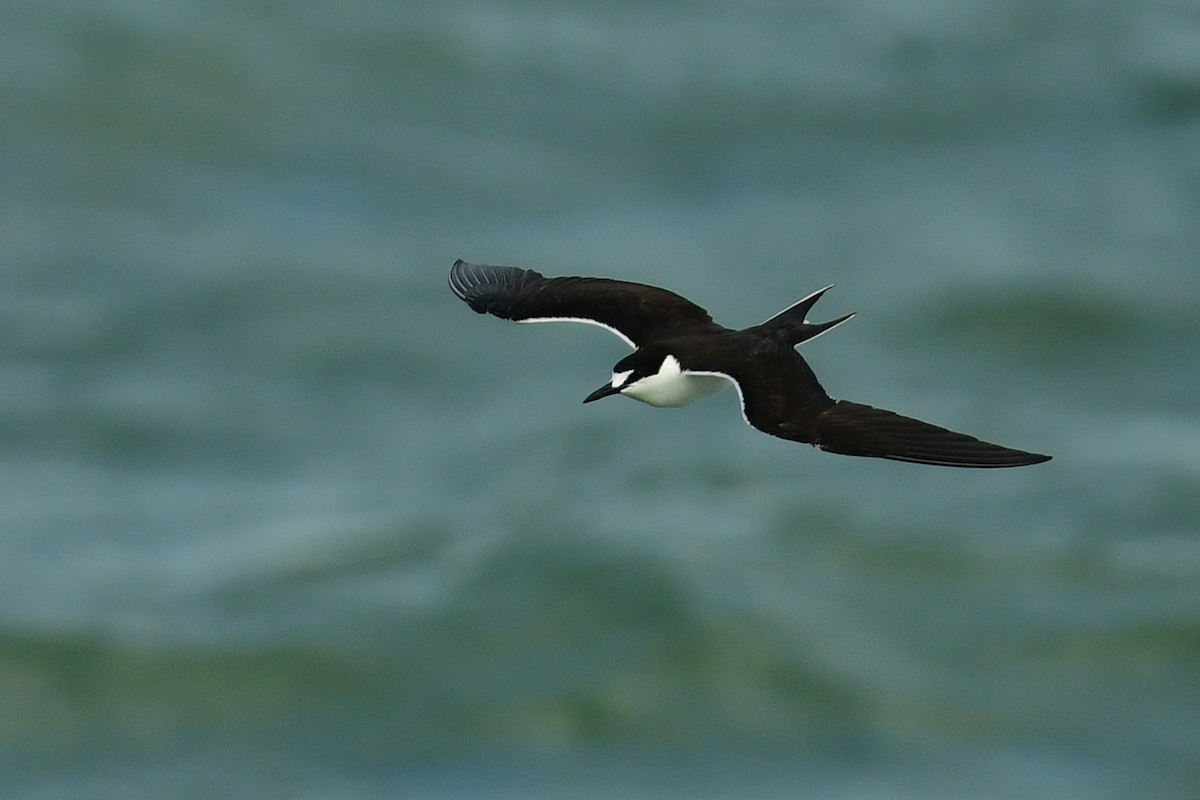 Sooty Tern - ML622237366