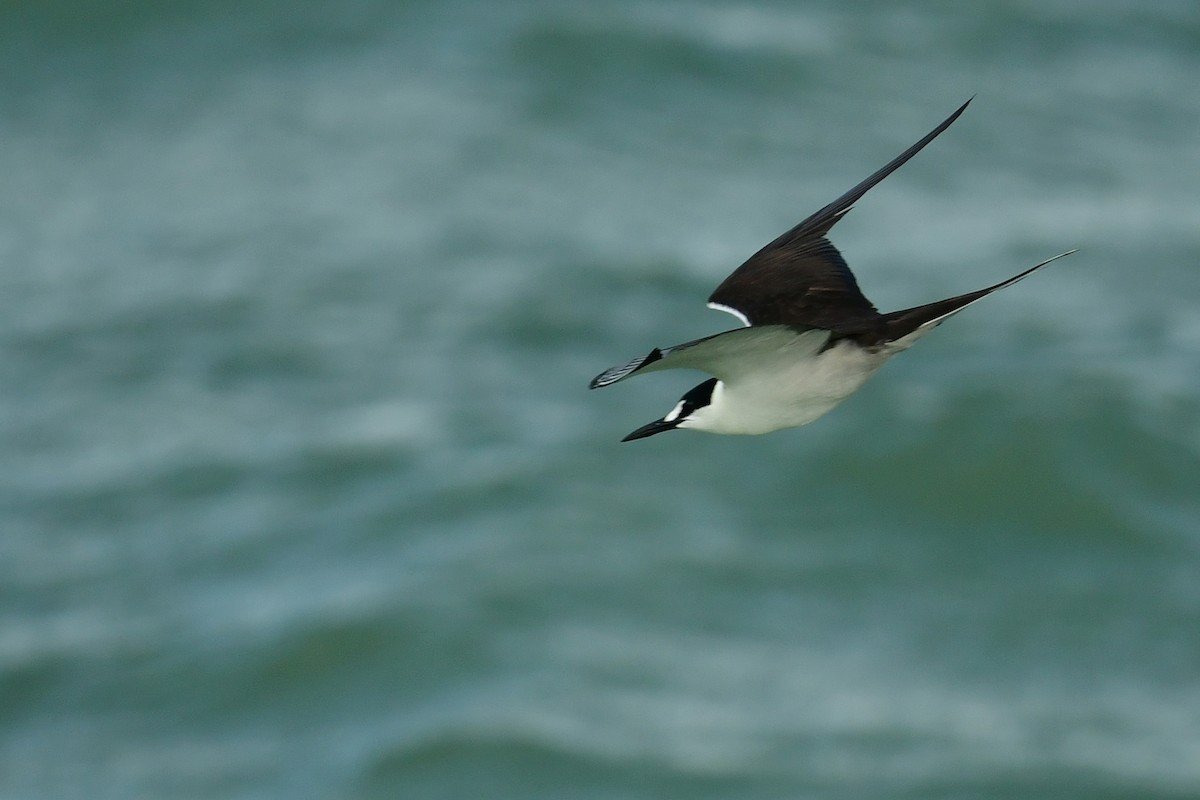 Sooty Tern - ML622237367