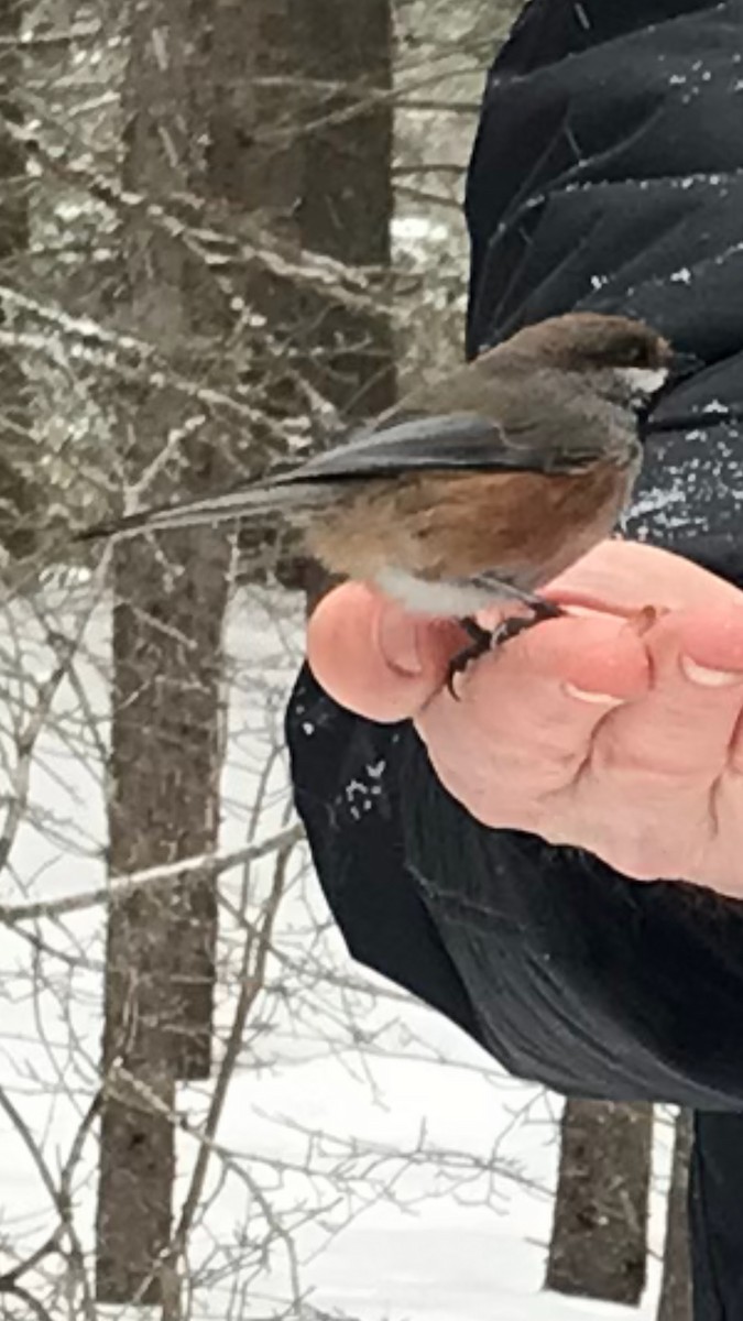 Boreal Chickadee - ML622237485