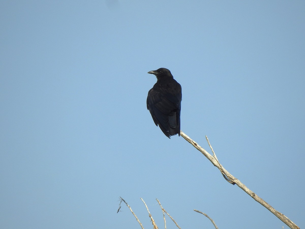 American Crow - ML622237534