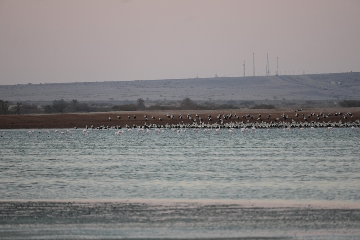 White Stork - ML622237554