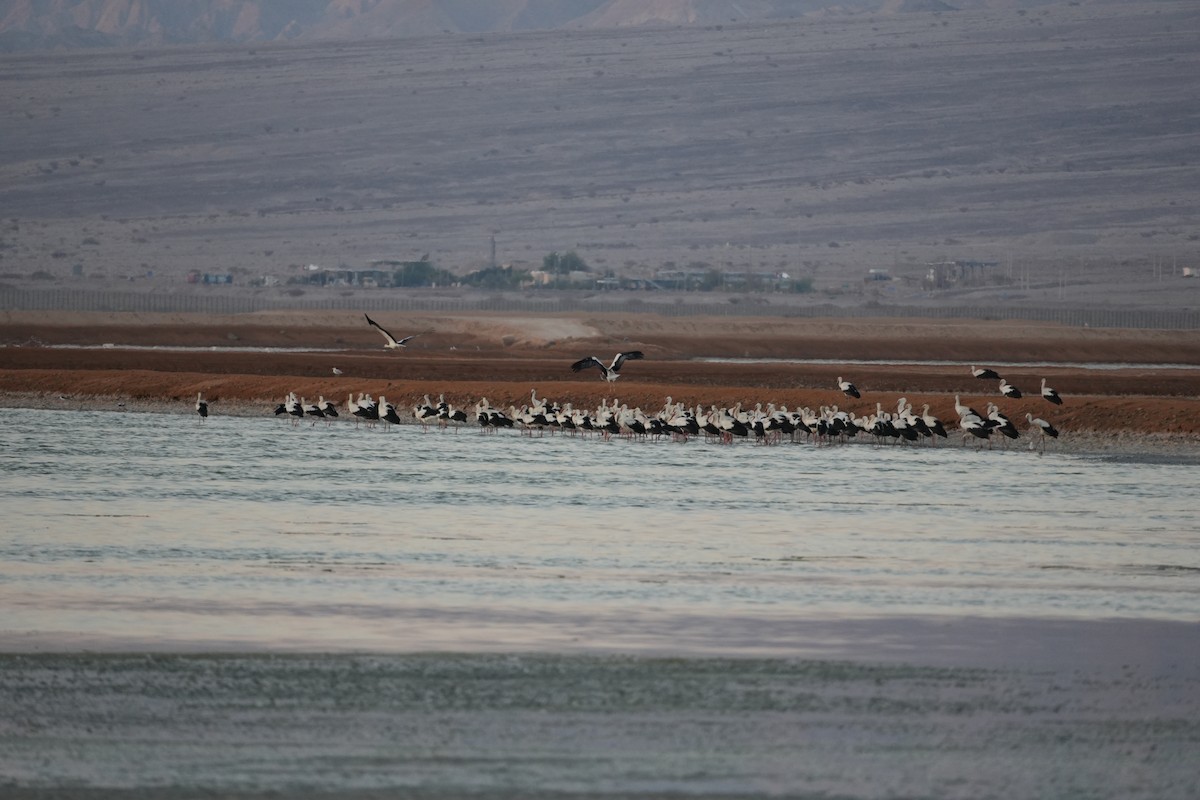 White Stork - ML622237555