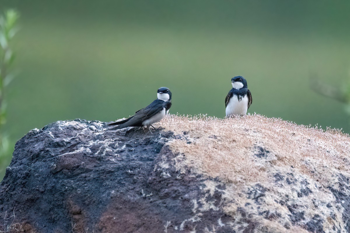 Black-collared Swallow - ML622237587