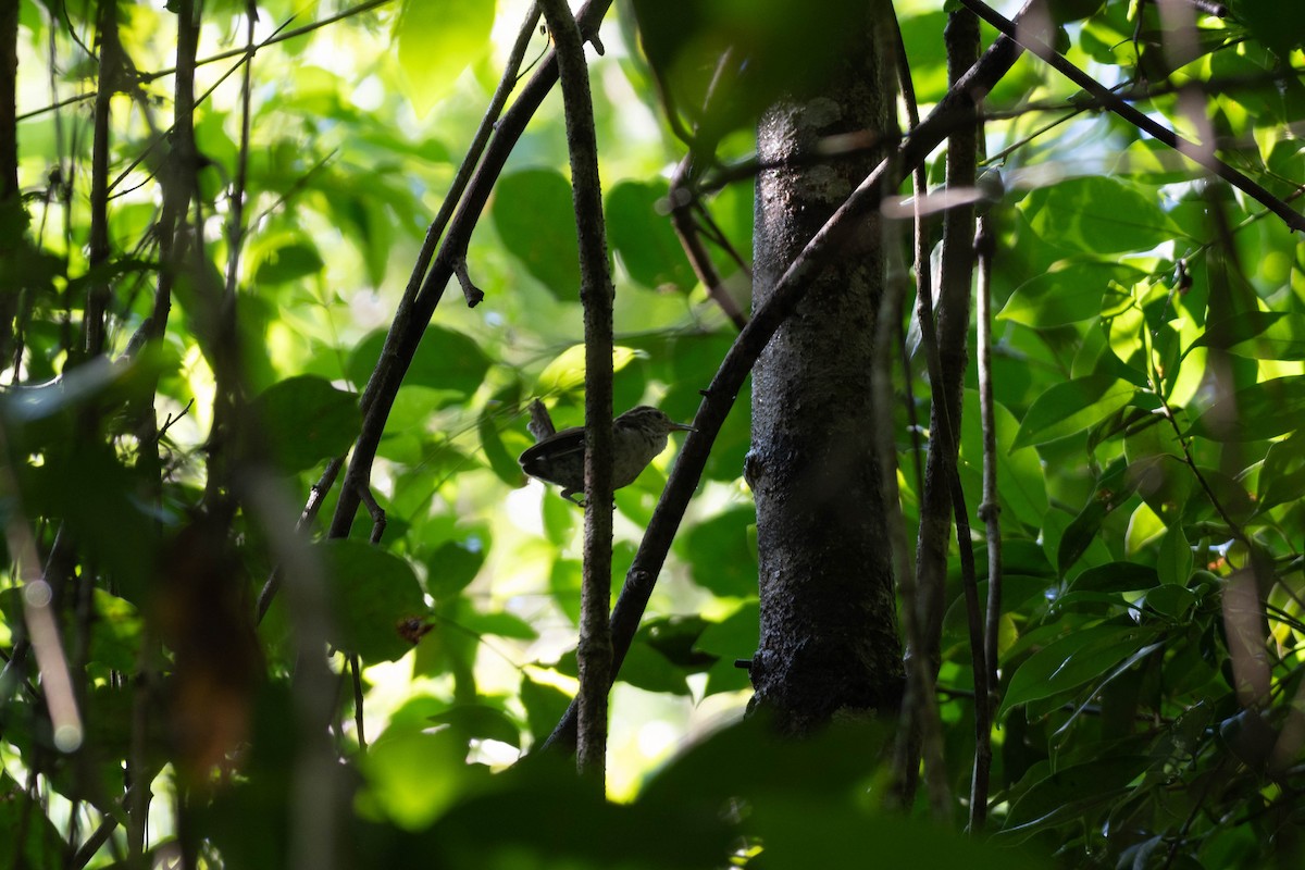 White-bellied Wren - ML622237665