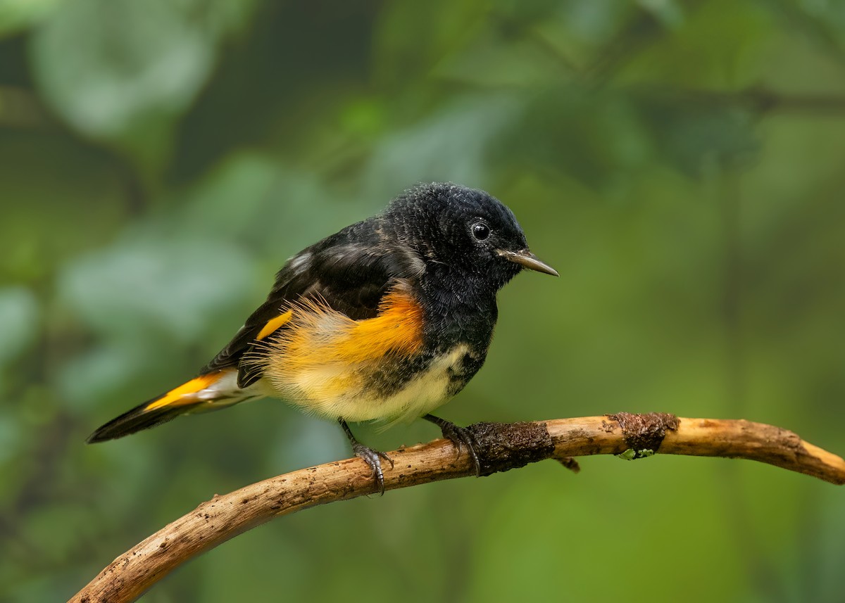 American Redstart - ML622237737