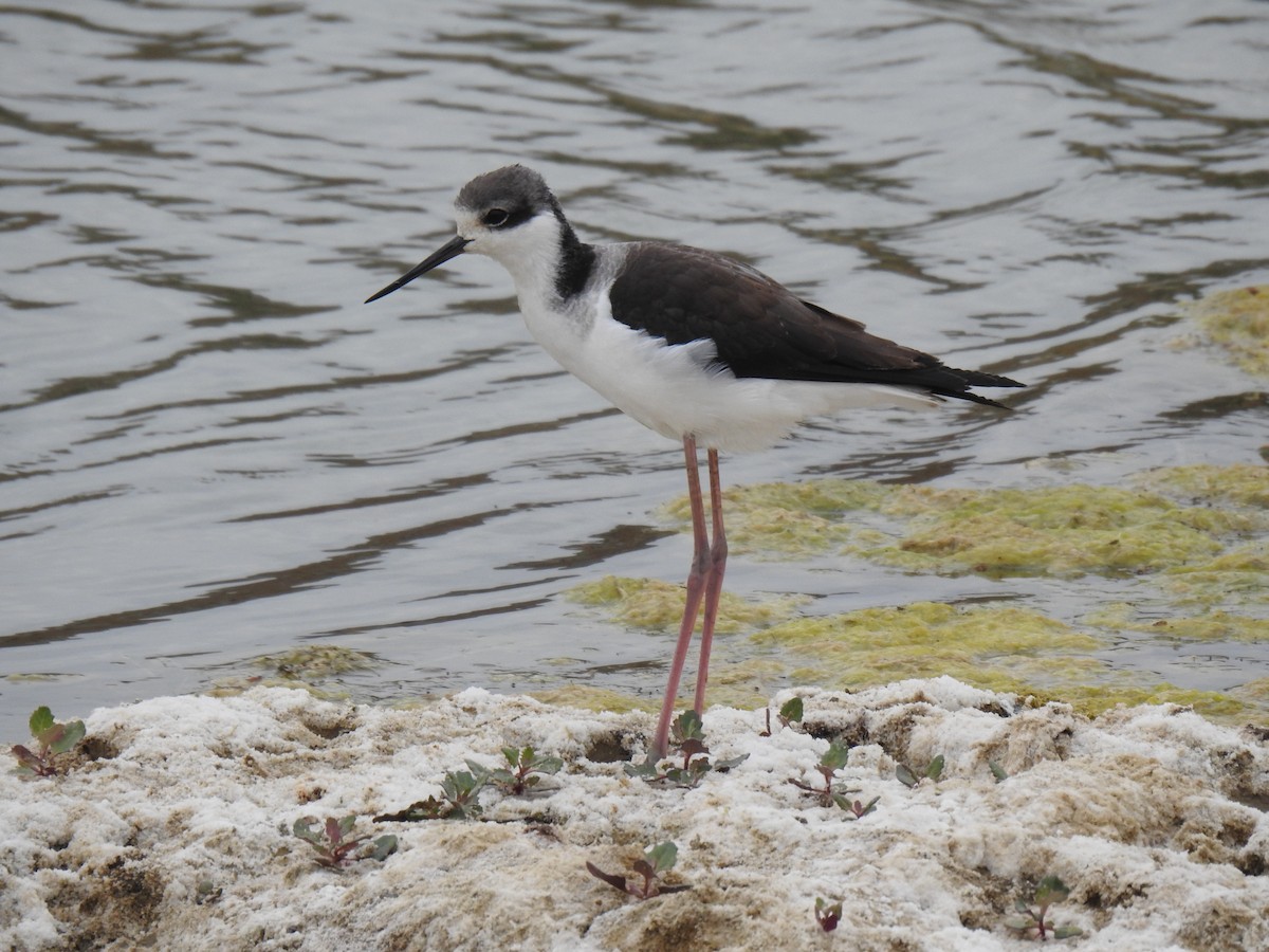 Black-necked Stilt - ML622237759