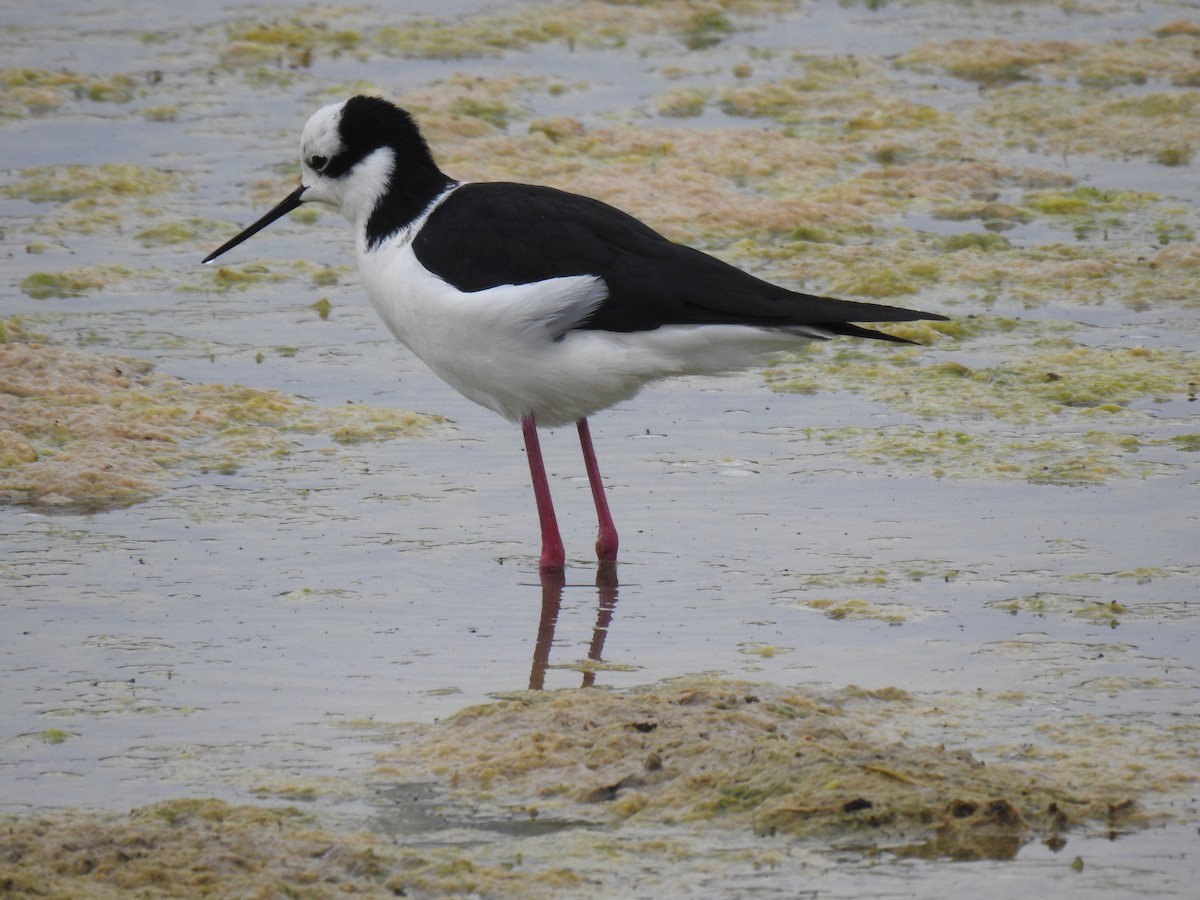 Black-necked Stilt - Justin Harris