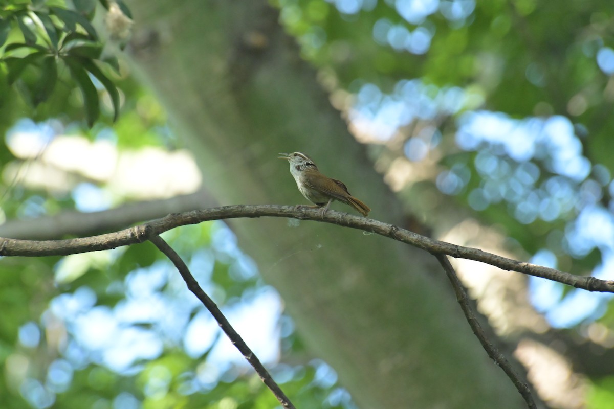 Sinaloa Wren - ML622237779