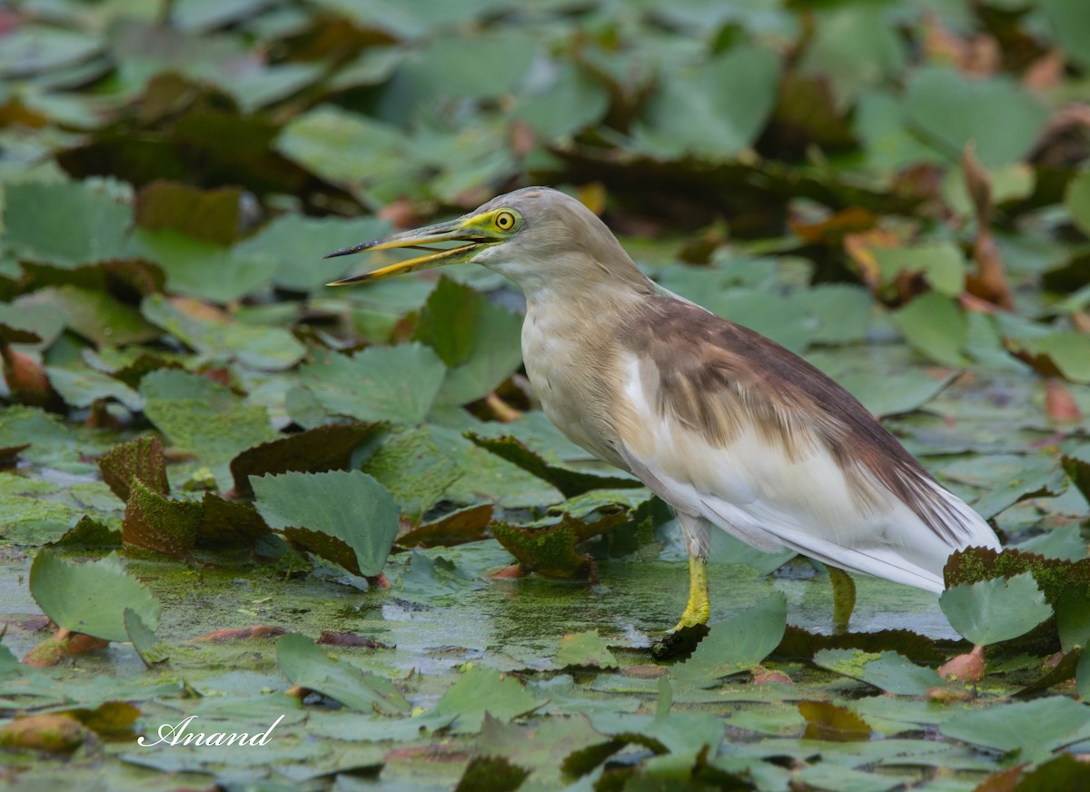 Indian Pond-Heron - ML622237794