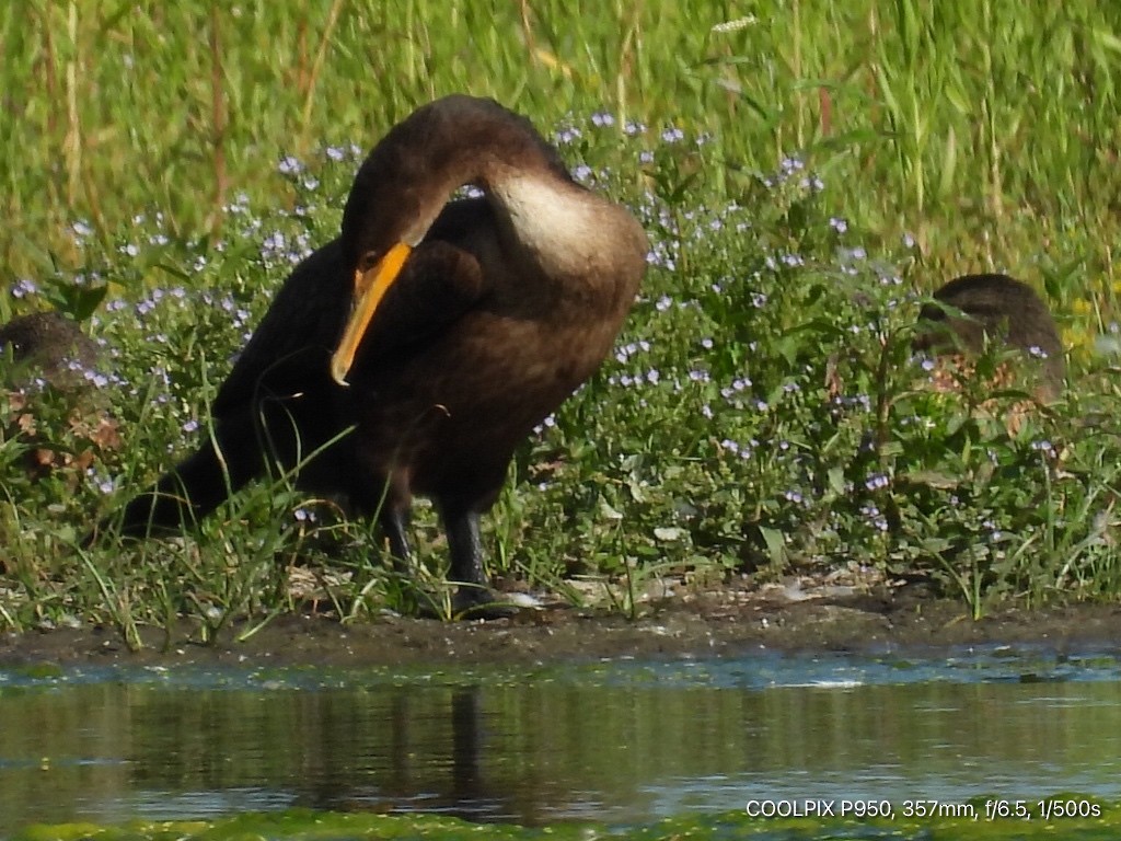 Double-crested Cormorant - ML622237957