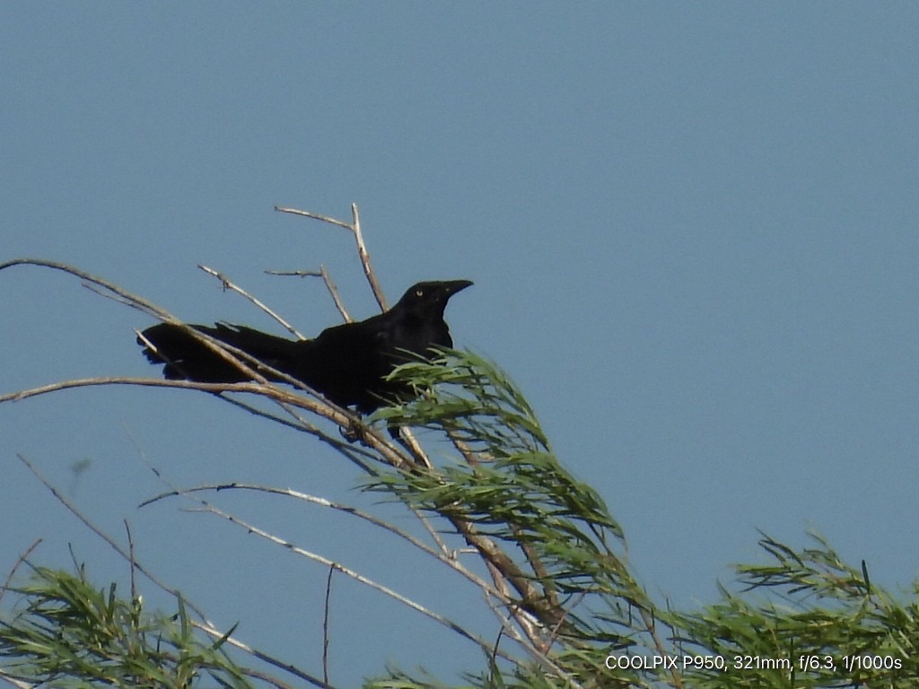 Great-tailed Grackle - ML622237972