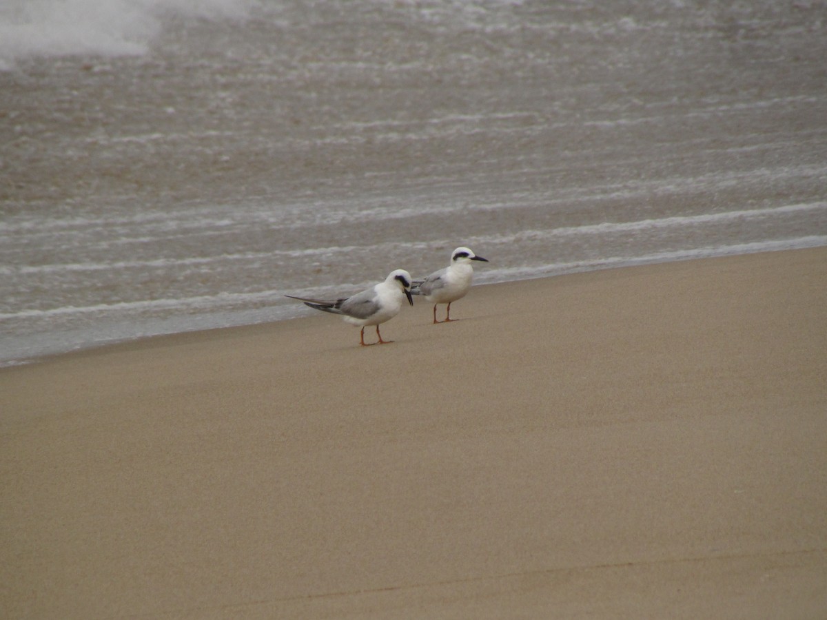 Snowy-crowned Tern - ML622237992