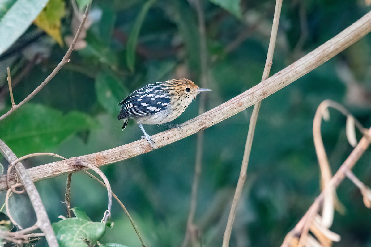 Amazonian Streaked-Antwren - ML622238011