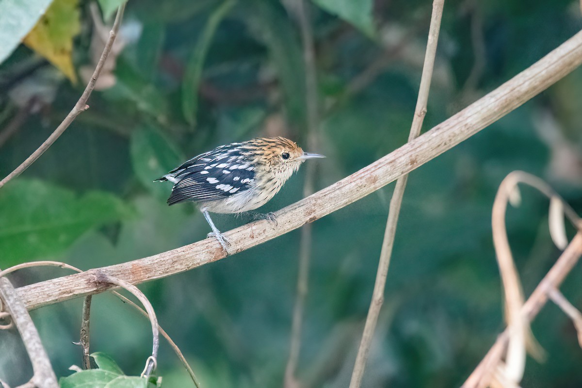 Amazonian Streaked-Antwren - ML622238012