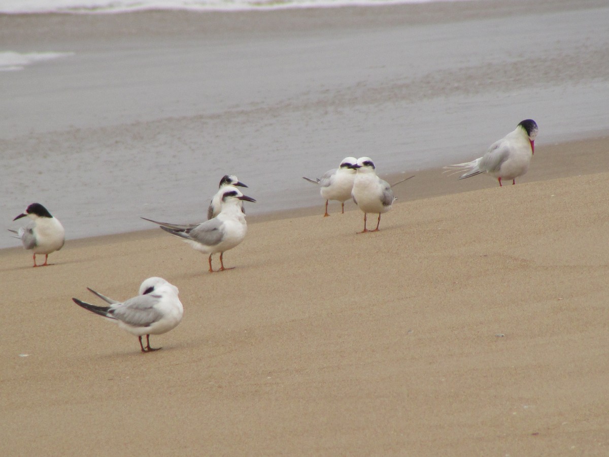 Snowy-crowned Tern - ML622238037