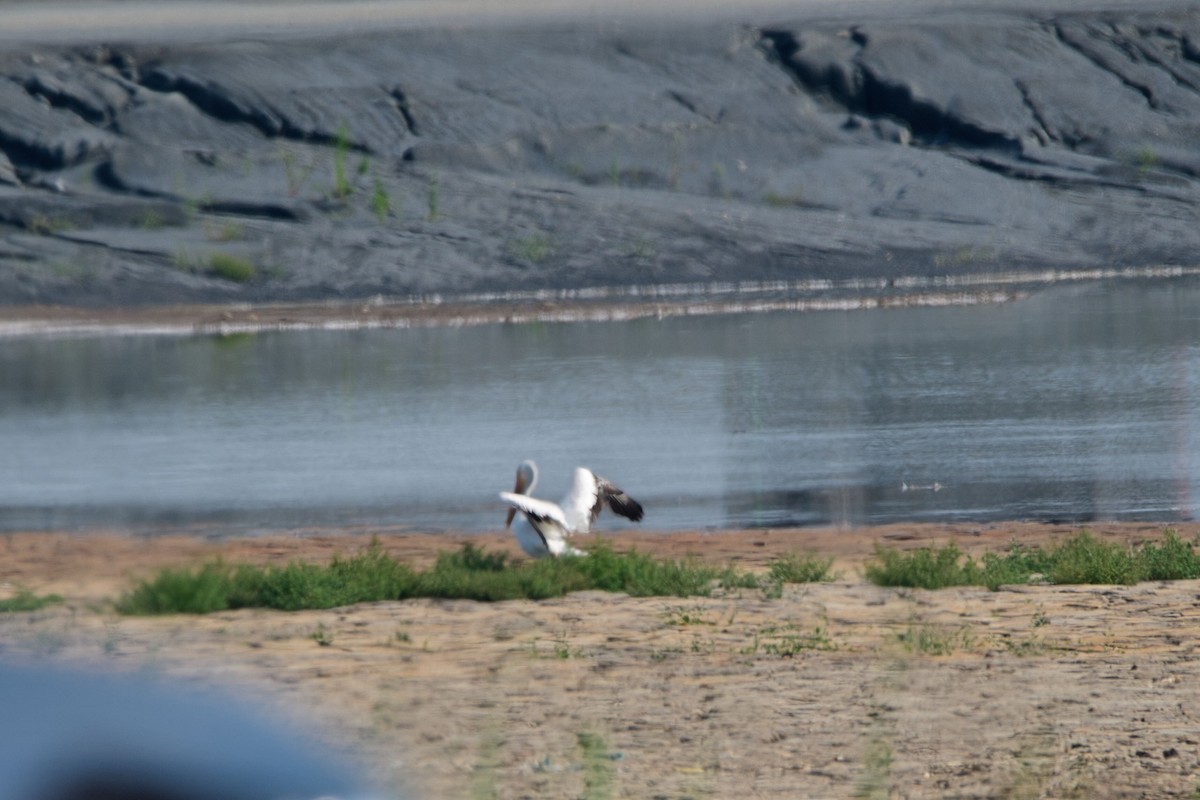 American White Pelican - ML622238073