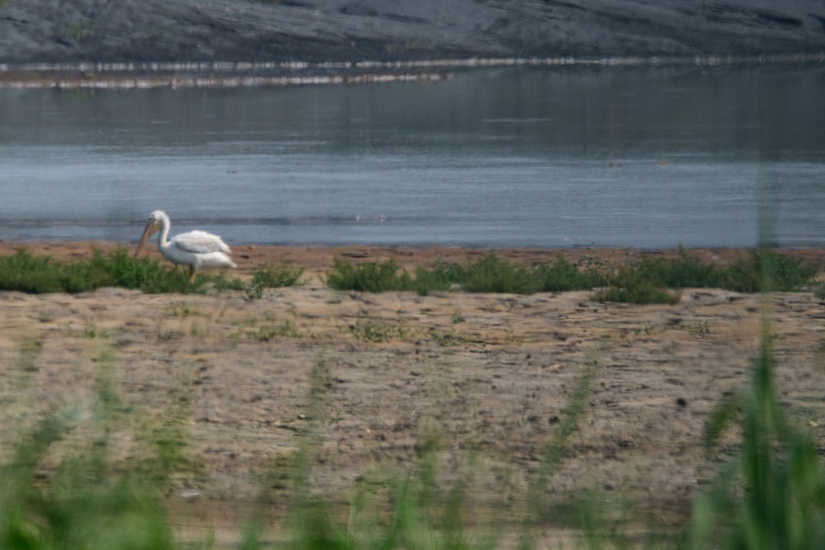 American White Pelican - ML622238077