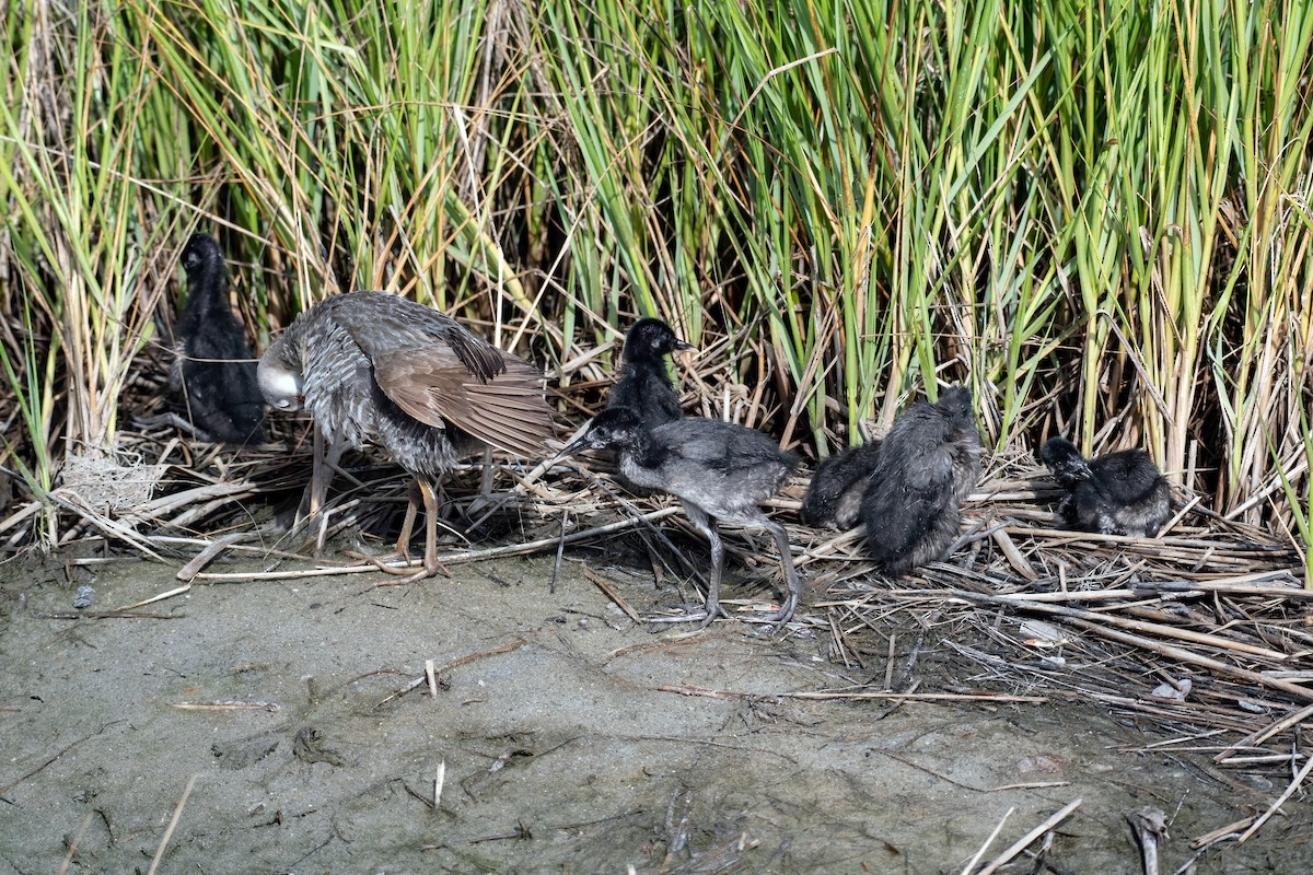 Clapper Rail - ML622238207