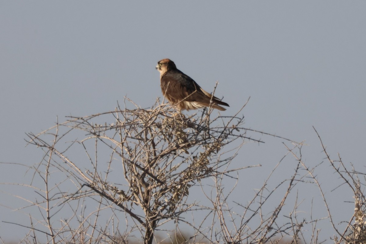 Lanner Falcon - ML622238246