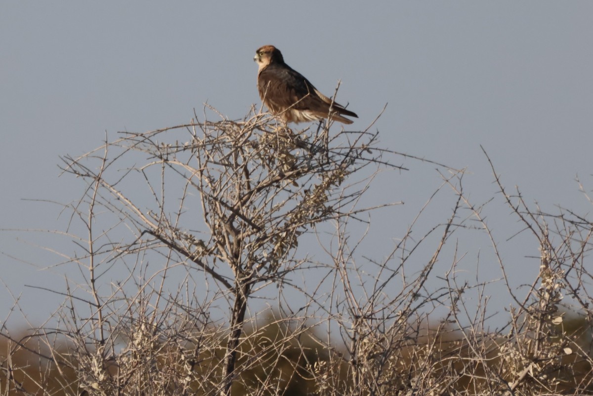 Lanner Falcon - ML622238247