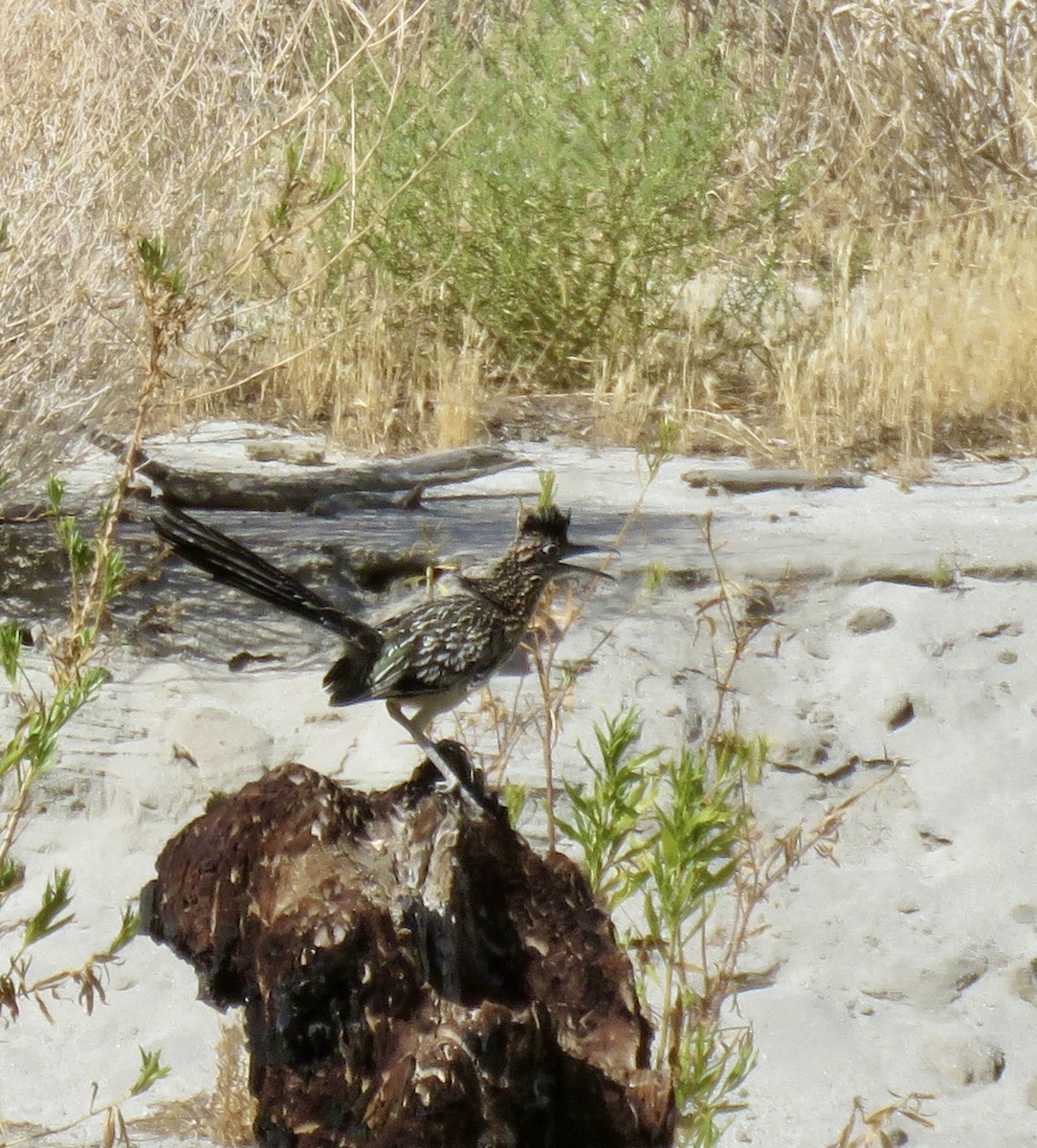 Greater Roadrunner - ML622238305