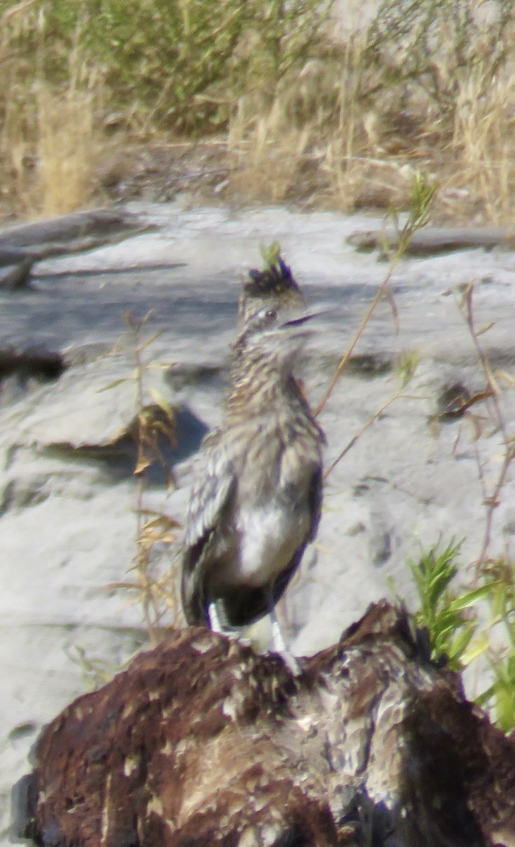 Greater Roadrunner - ML622238306