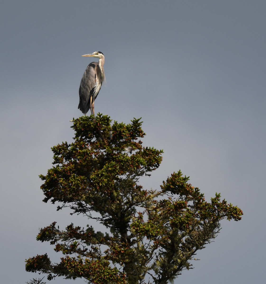 Great Blue Heron - ML622238324