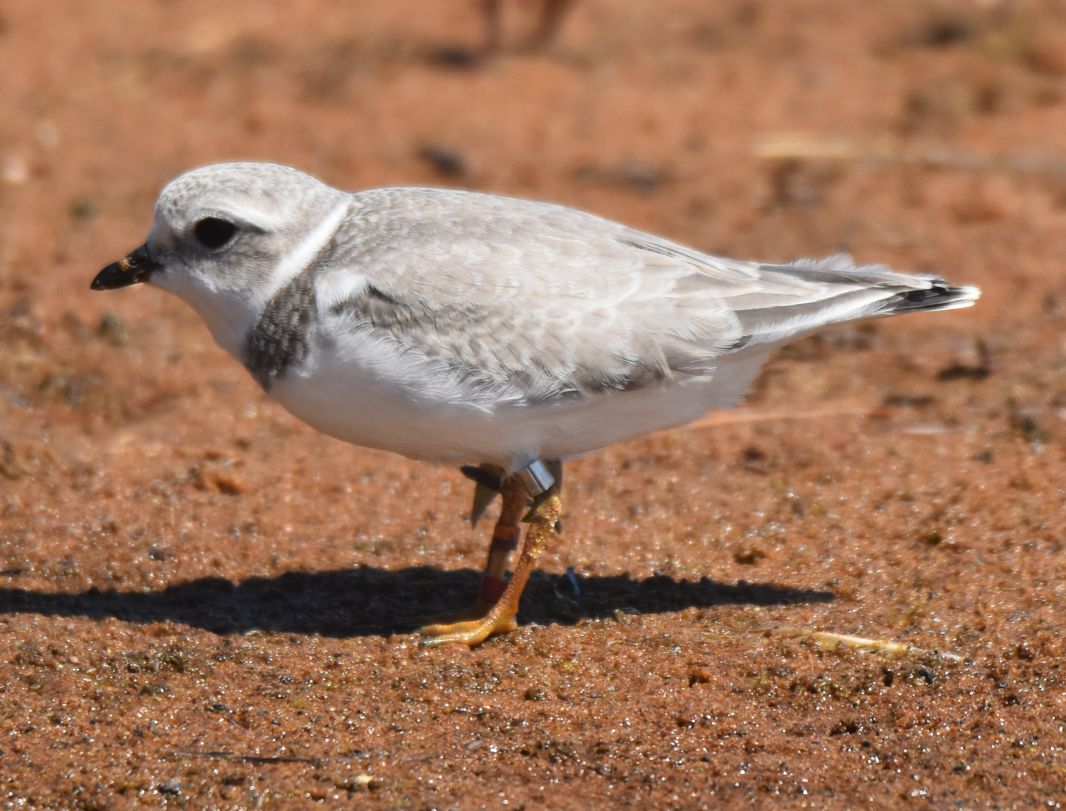 Piping Plover - ML622238335