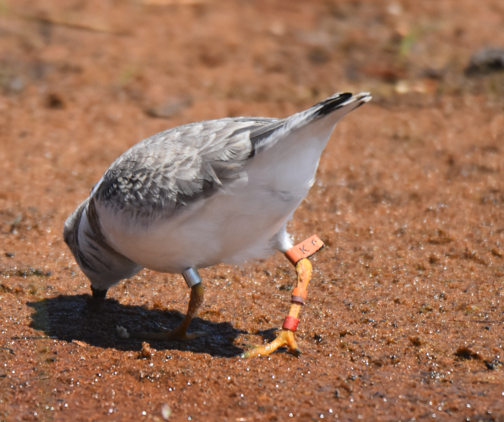 Piping Plover - ML622238336