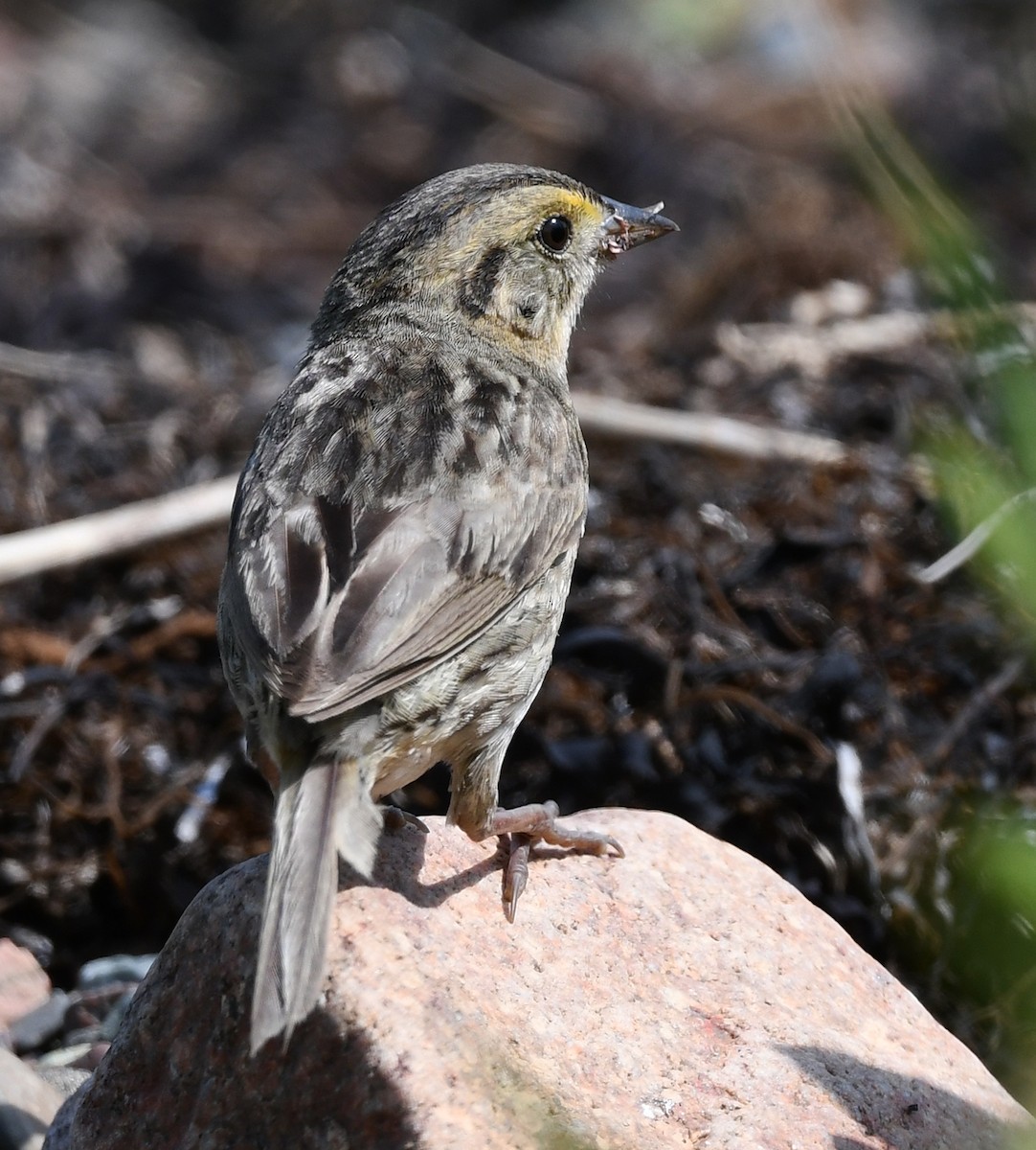 Nelson's Sparrow (Atlantic Coast) - ML622238338