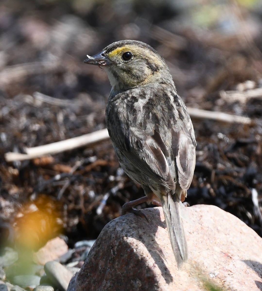 Nelson's Sparrow (Atlantic Coast) - ML622238339