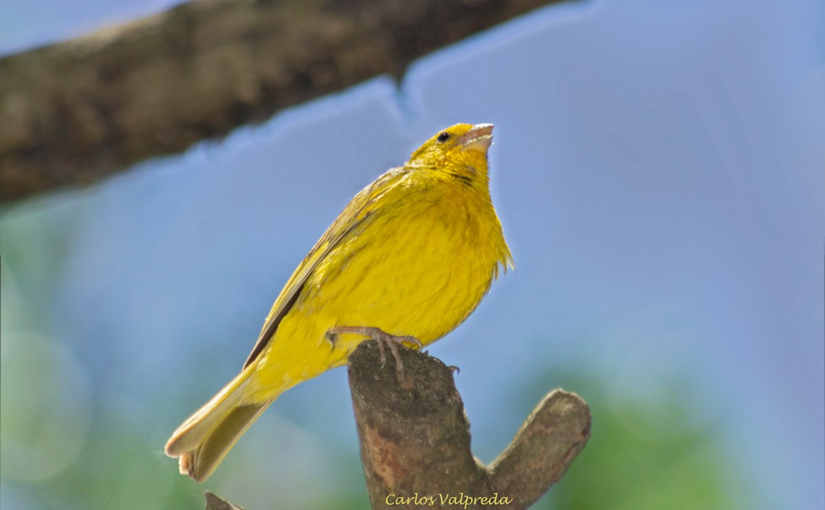 Saffron Finch - ML622238395