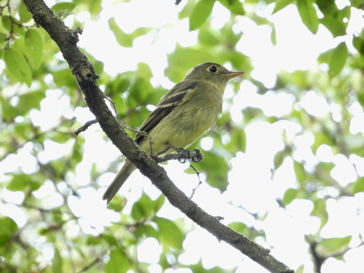 Yellow-bellied Flycatcher - ML622238535