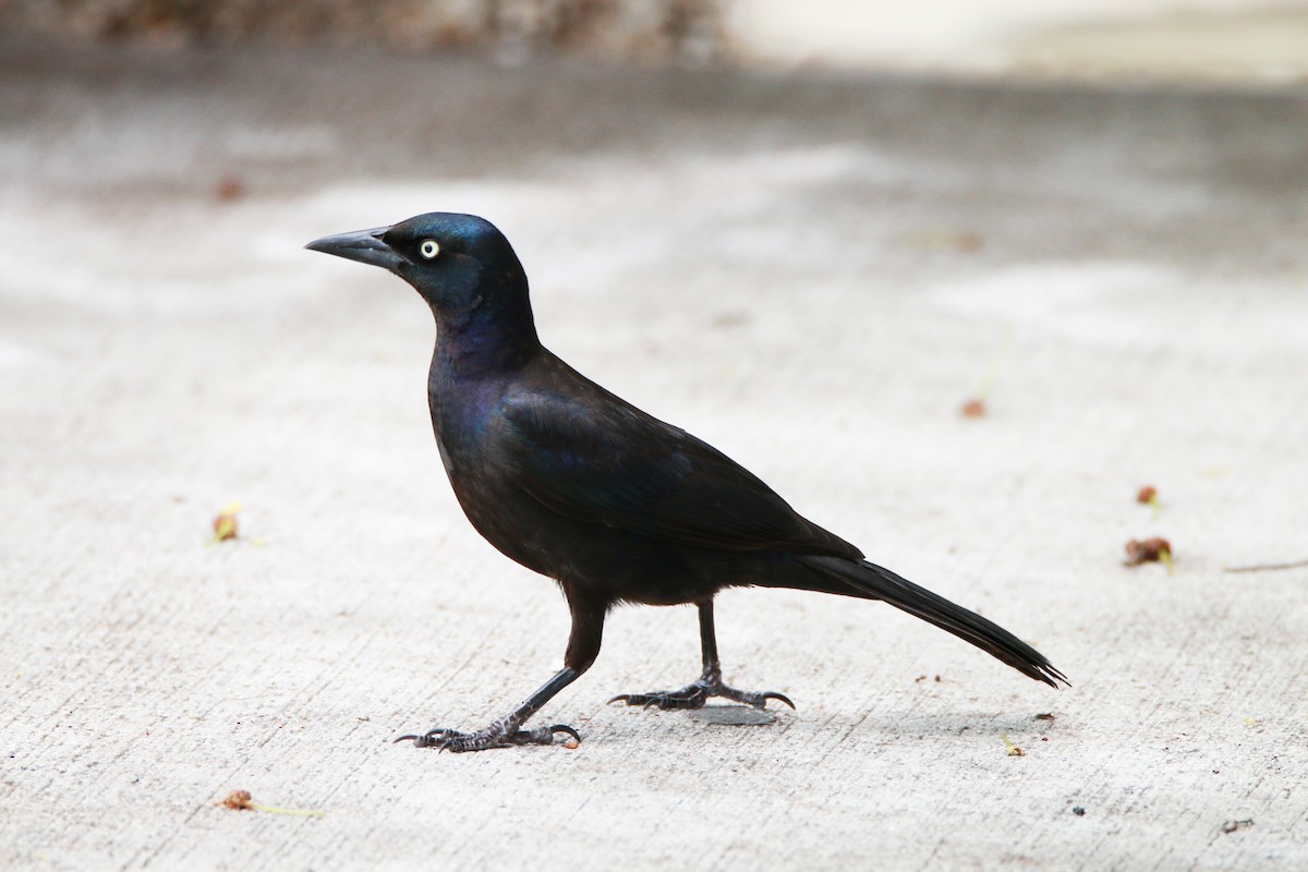 Common Grackle - Wen & Steve Rockoff