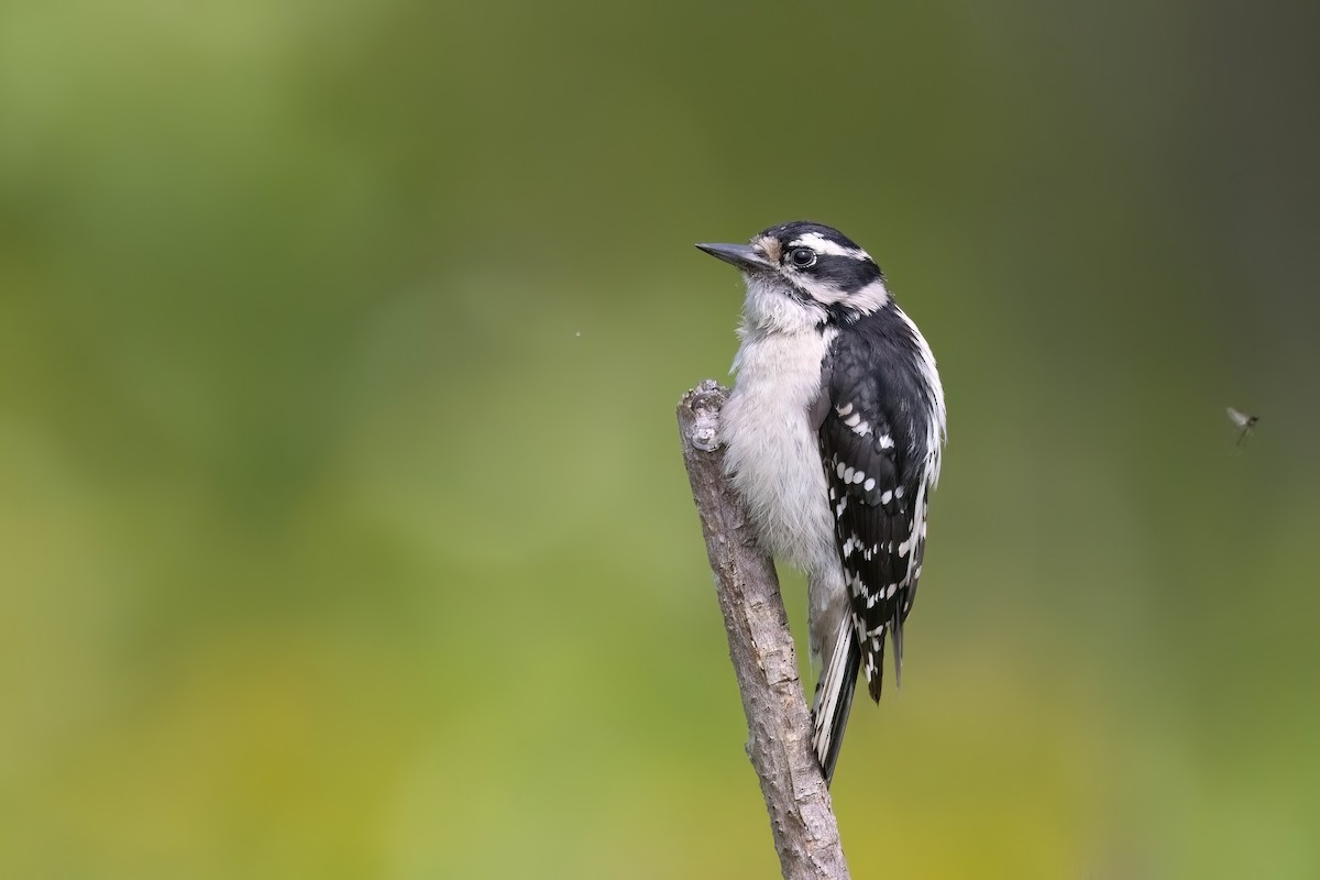 Downy Woodpecker - ML622238646