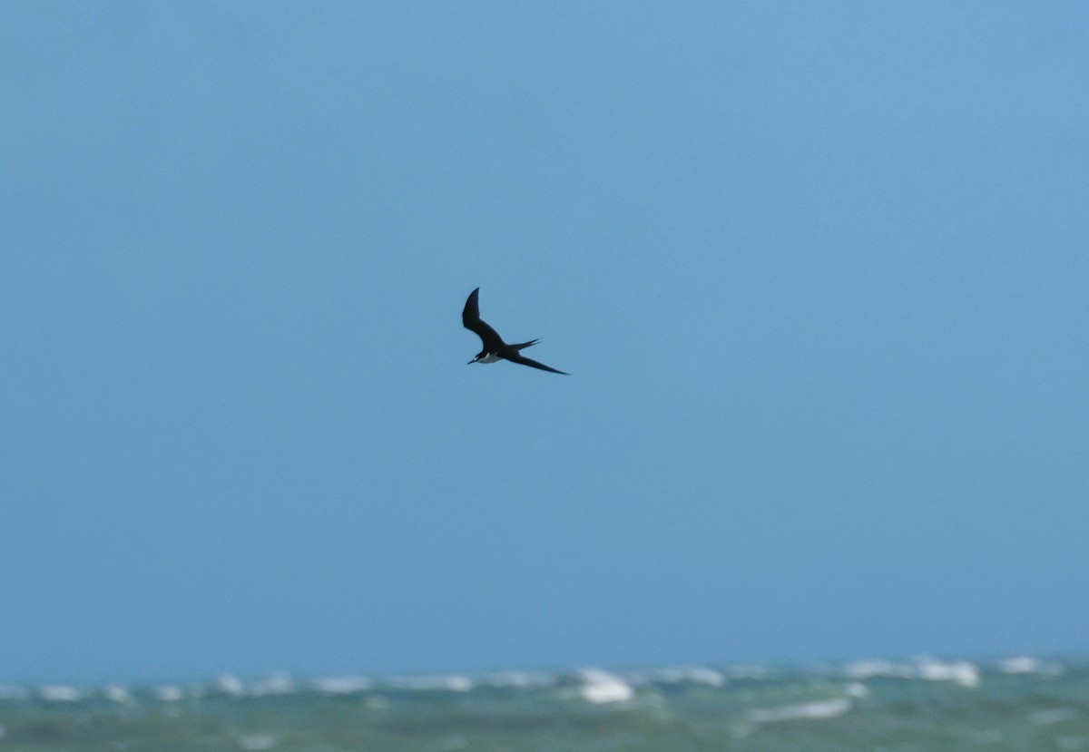 Sooty Tern - ML622238765
