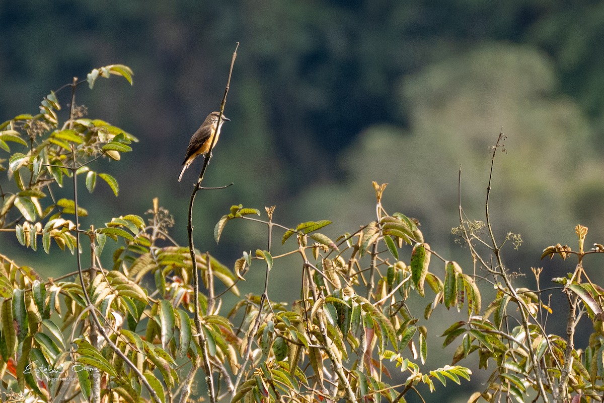 Streak-throated Bush-Tyrant - ML622238794