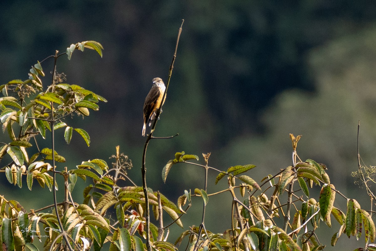 Streak-throated Bush-Tyrant - ML622238795