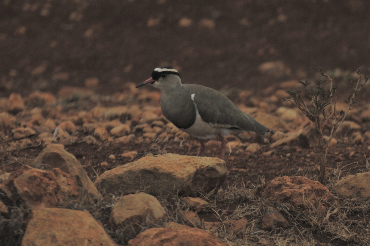 Crowned Lapwing - ML622238826