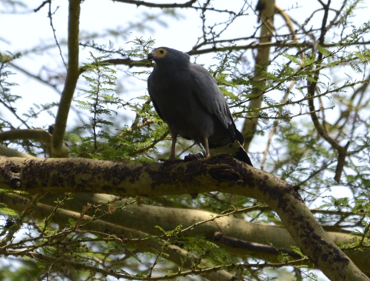 Aguilucho Caricalvo Común - ML622238897