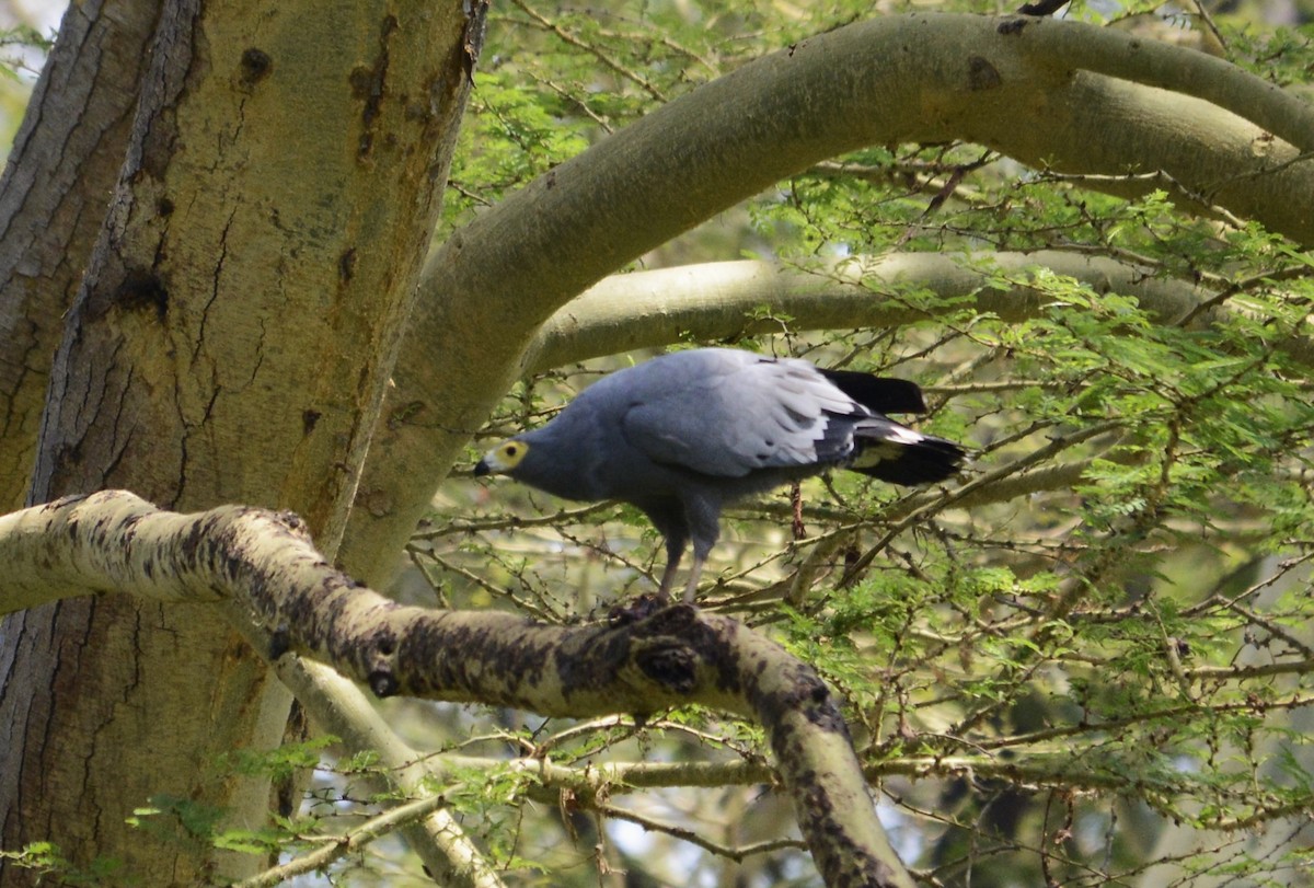 Aguilucho Caricalvo Común - ML622238898