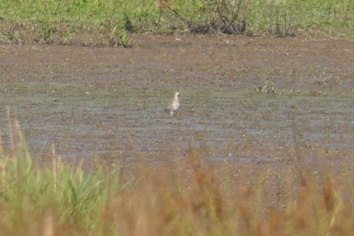 Pacific Golden-Plover - Steve Dignam