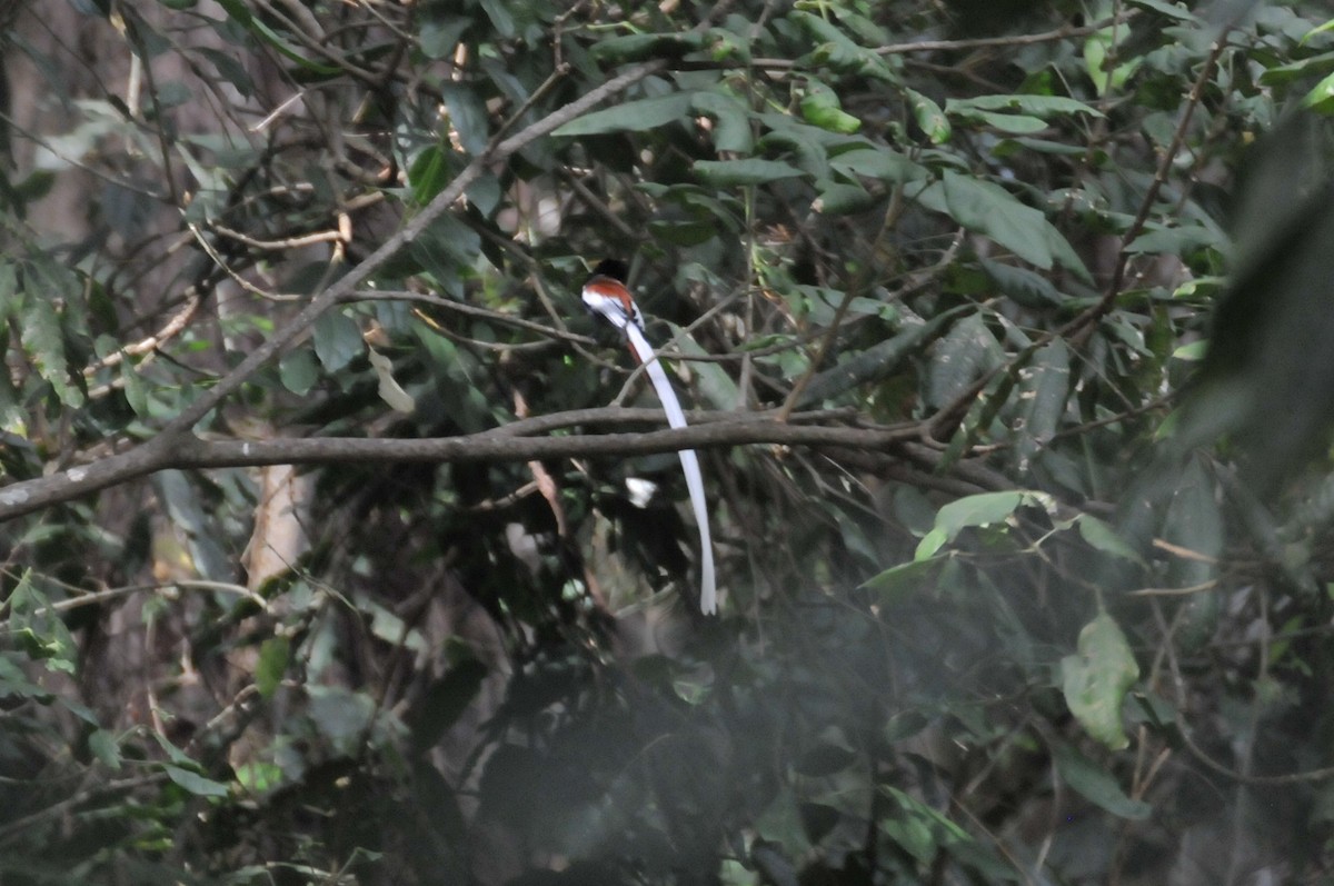 African Paradise-Flycatcher - ML622238946