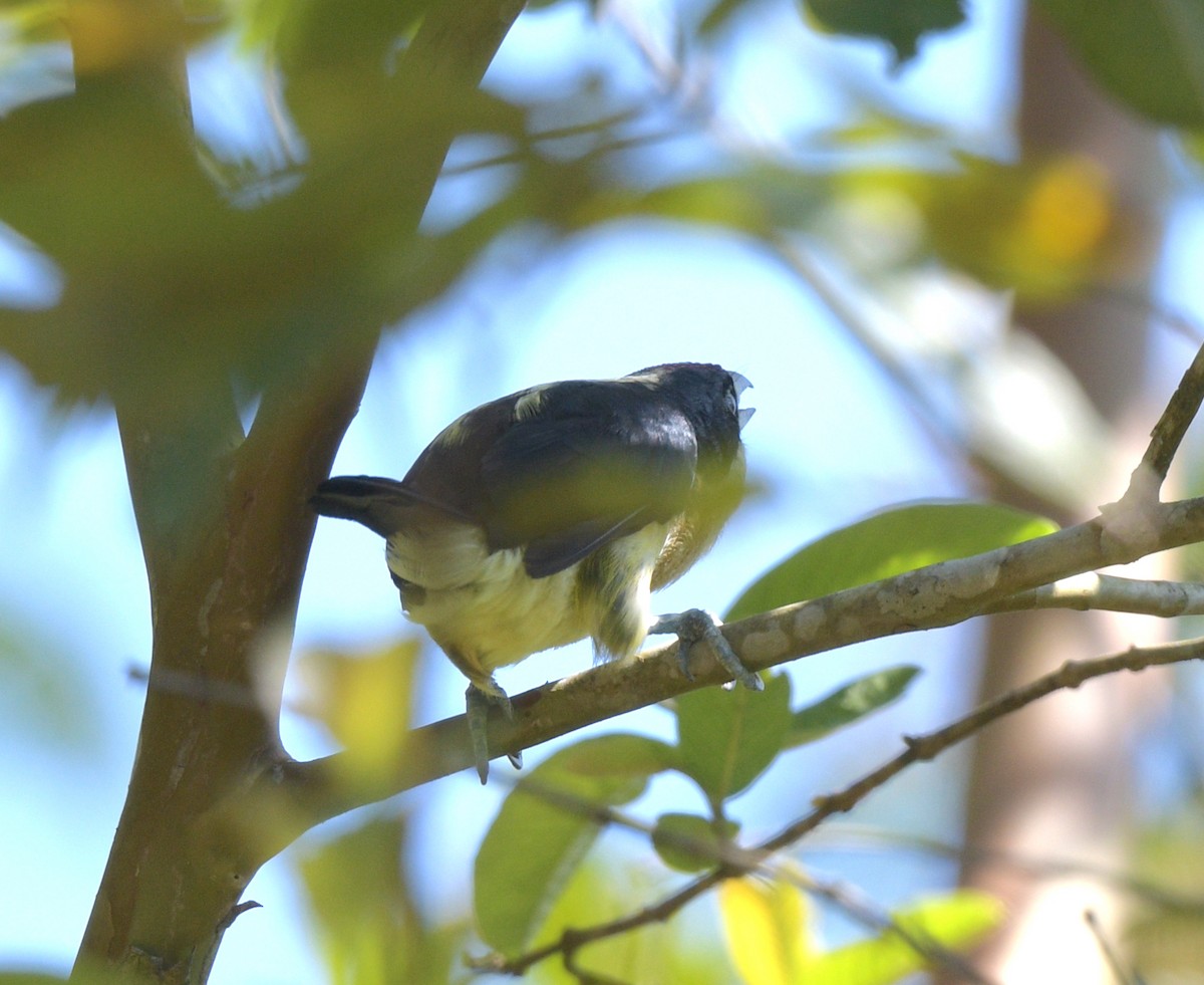 White-mantled Barbet - ML622239030