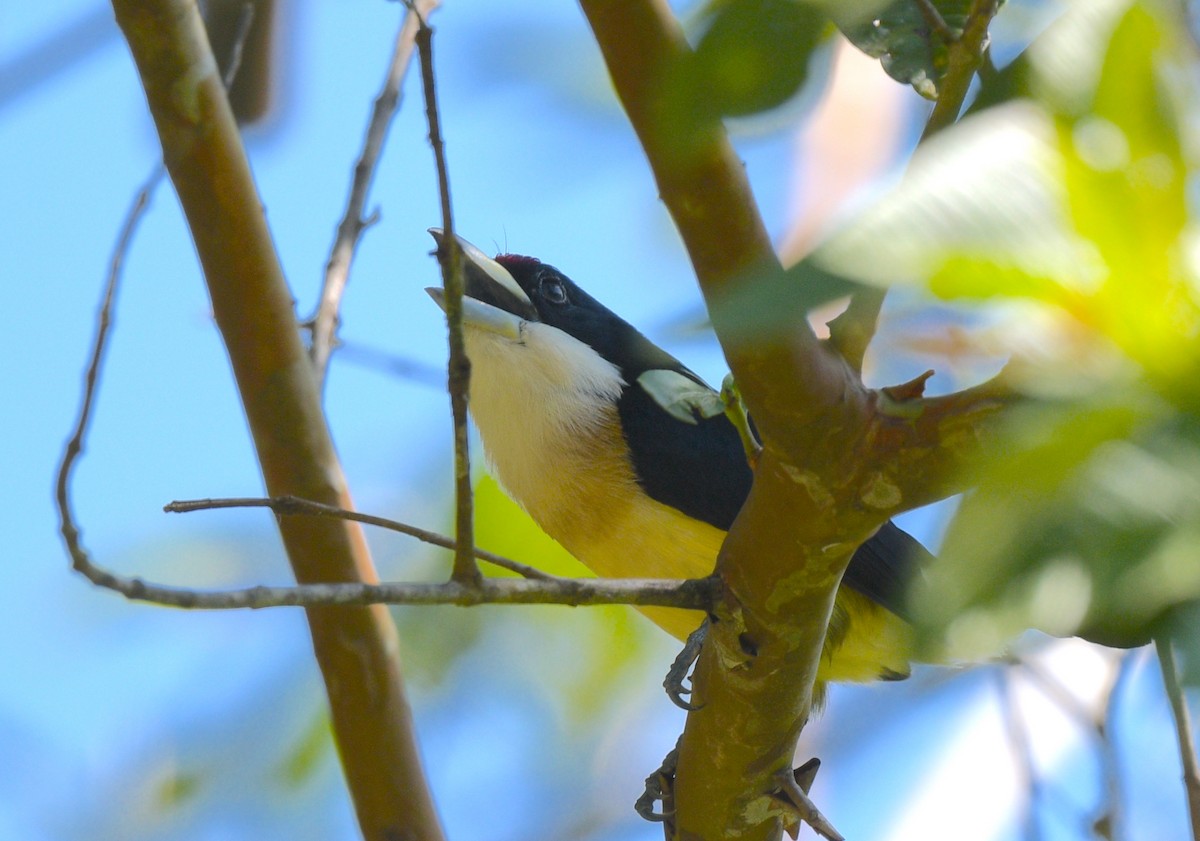 White-mantled Barbet - ML622239031